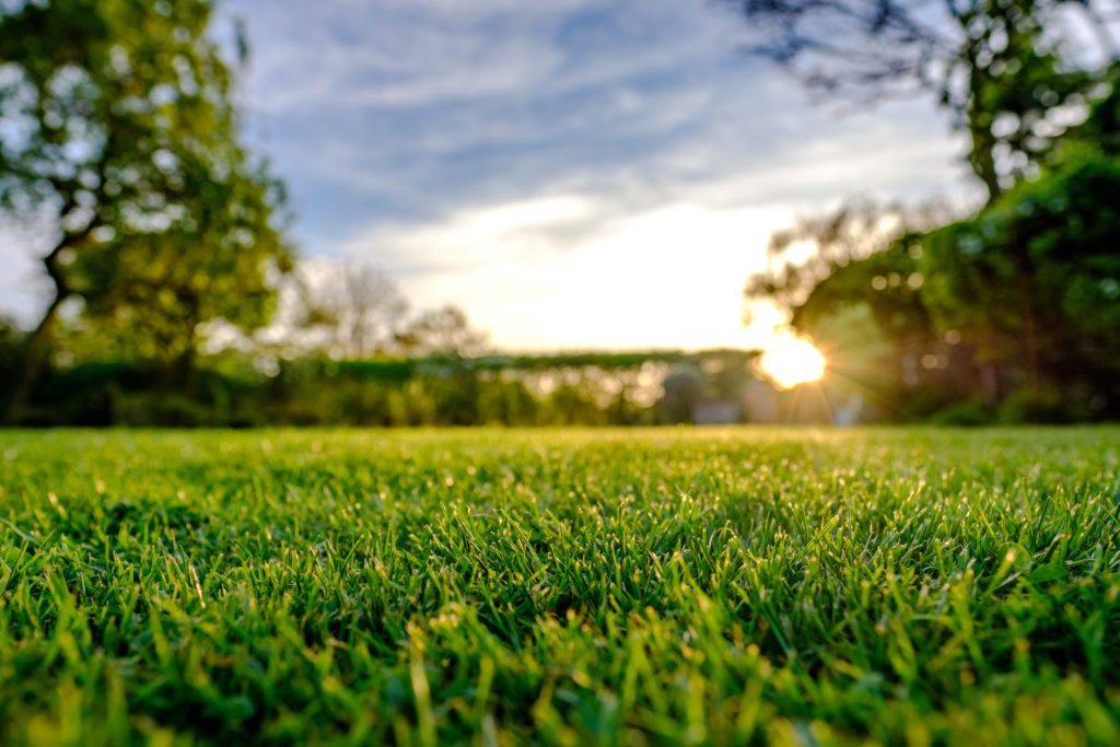 freshly cut and maintained lawn