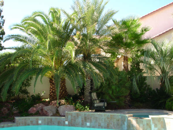 Pool Area landscaping