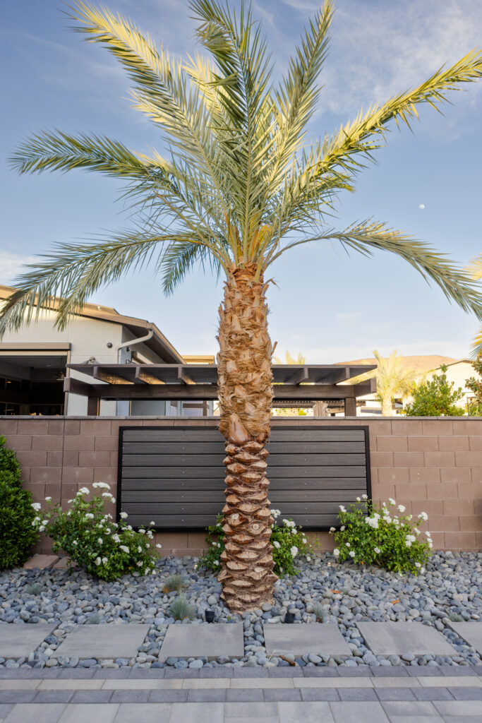 Landscape Palm Tree