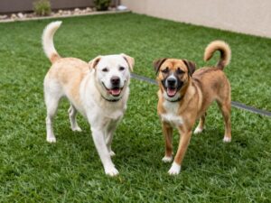 Happy dogs playing on pet-friendly synthetic turf in Summerlin
