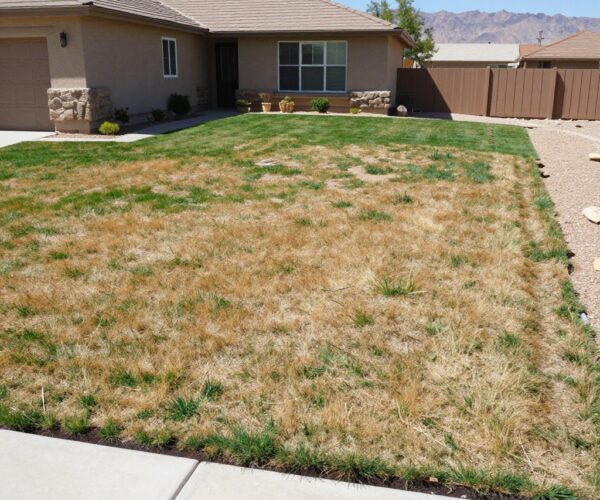Summerlin home with drought-stressed natural grass lawn