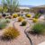 Sustainable desert landscaping with water-efficient plants
